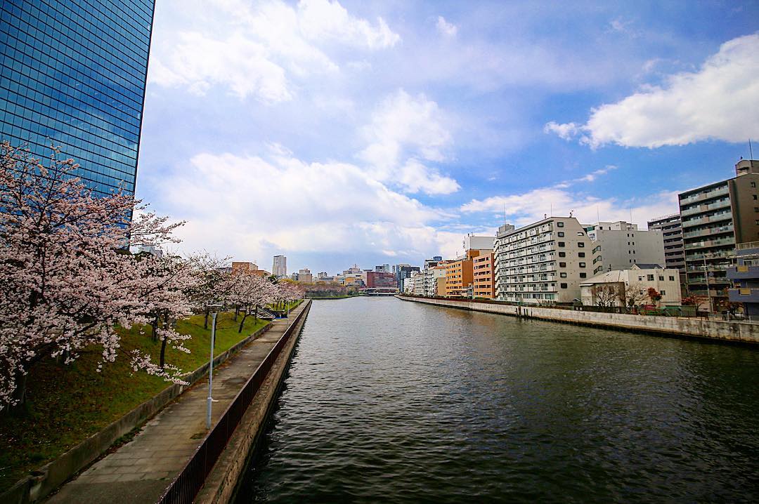 寝屋川沿いの桜／大阪ビジネスパーク