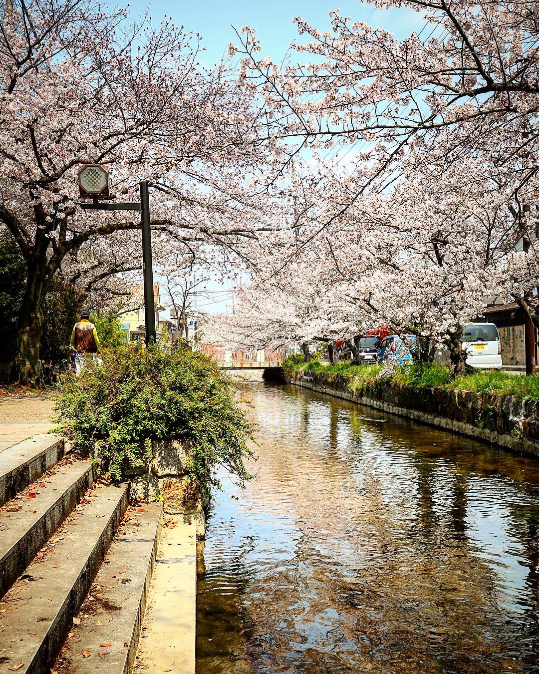 八尾 玉串川の桜