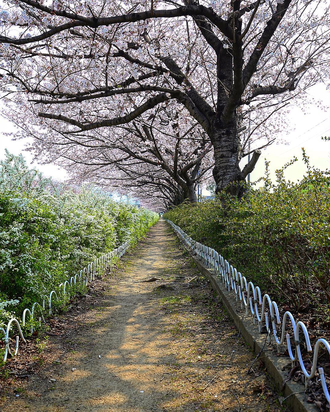 八尾 桜
