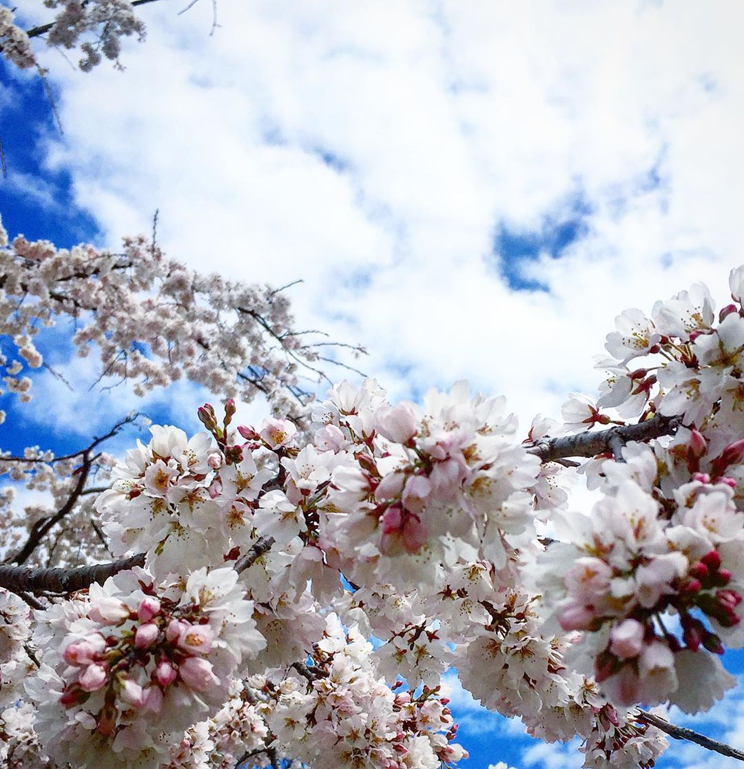 大阪城公園 桜